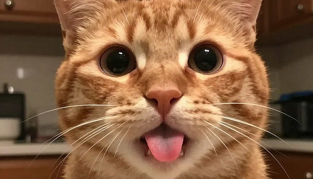 Trọng tài võ đài: Khi con mắt thứ ba trở thành 'người thắng thua thay võ sĩ'